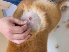 -康成宠物医院24H·CT·核磁共振