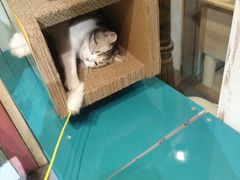 -小时光咖啡馆(开森度假森林店)