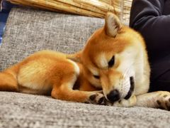 -南京Hallo宠物乐园·哈罗犬舍·柴犬繁育基地
