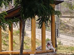 -石家庄市动物园