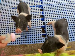 -萌宠亲子动物乐园(槐房万达店)