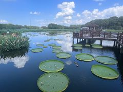 -荷塘月色湿地公园·向阳花洲