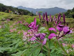 -广州市石门国家森林公园