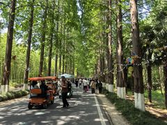 -黄海国家森林公园