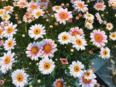 -溪岸路花鸟市场