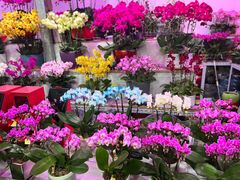 -朝来春花卉市场