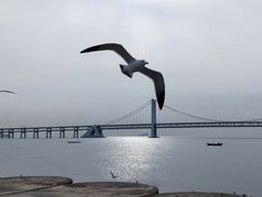 -星海湾跨海大桥