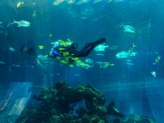 -海棠湾洲际-涛·海底餐厅·美人鱼·自助餐·海底隧道