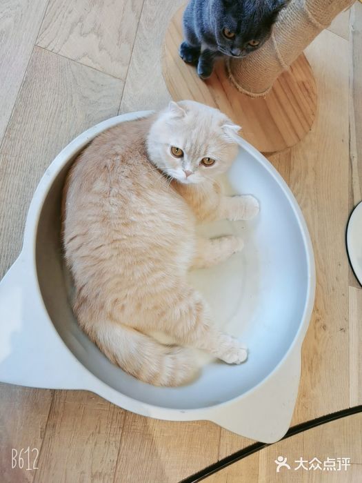 CAT’S MEWSTAR CAFE·喵星球猫屋(晴湾咖啡店)图片