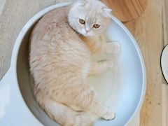 -CAT’S MEWSTAR CAFE·喵星球猫屋(晴湾咖啡店)