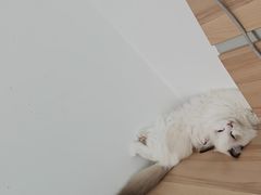 -宠福鑫康馨动物医院·骨科·眼科