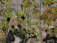 -将军府·鸡毛店(武侯祠店)