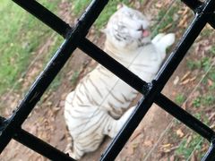 -深圳野生动物园