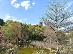 -深圳仙湖植物园