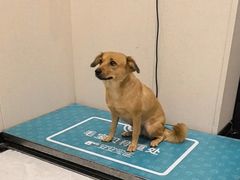-安安宠医宠物医院·异宠·犬猫内科(岳阳分院)