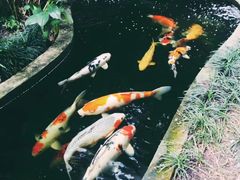 -Fern Forest Cafe