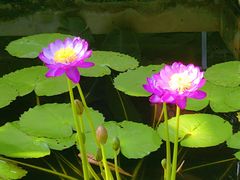 -国家植物园南园