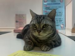 -御宝贝·A梦猫科宠物医院(国际猫友好医院)