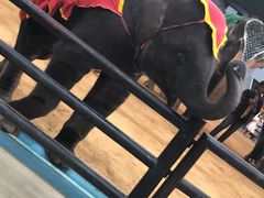 -东芭乐园
