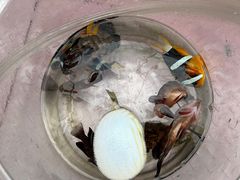 -小猫钓鱼海钓俱乐部(椰梦长廊店)