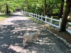 -神户市立六甲山牧场