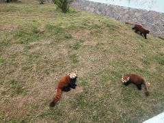 -青岛森林野生动物世界
