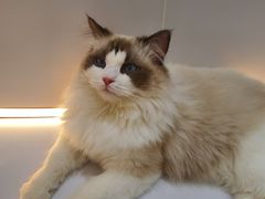 -COLOR PETS 撸猫馆·购猫·猫咖(长风大悦城店)