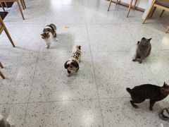 -喵园·猫主题咖啡厅·撸猫·猫咖(国贸店)