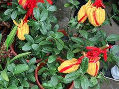 -桂林市花鸟市场