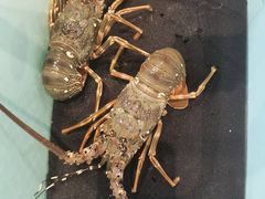 -东海怡品海鲜豆捞(星街坊店)