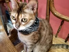 -猫色咖啡·猫咖