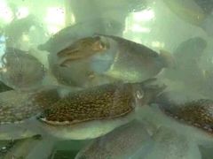 -罗源湾8号渔排
