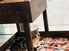 -猫大福·Fortune Cat猫舍(百子湾店)