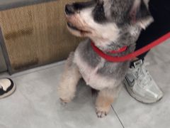 -安安宠医宠物医院·异宠·犬猫内科(岳阳分院)
