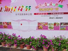 -东平国家森林公园