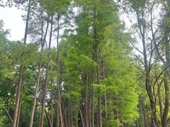 -东湖落雁景区