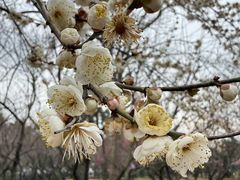 -香雪海