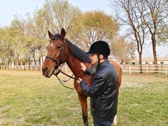 -北京群众马术培训基地