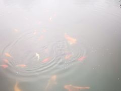 -西湖外事游船(花港观鱼码头)