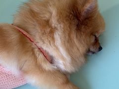 -怪兽屋·羊驼·猫咖·狗咖(俊华广场店)