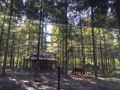 -黄海国家森林公园