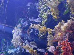-正佳雨林生态植物园