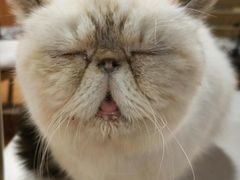 -喵园·猫主题咖啡厅·撸猫·猫咖(国贸店)