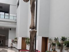 -自贡恐龙博物馆