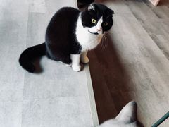 -猫儿山۰猫主题餐厅