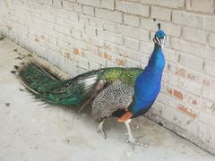 -秦皇岛野生动物园