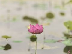 -绿堤公园