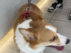 -申普宠物医院·眼科·心内科·影像科(普陀分院)