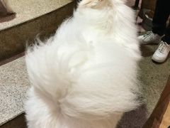 -more than meow吴止猫主题餐厅(承德 中船汇店)