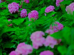 -万柳高尔夫俱乐部